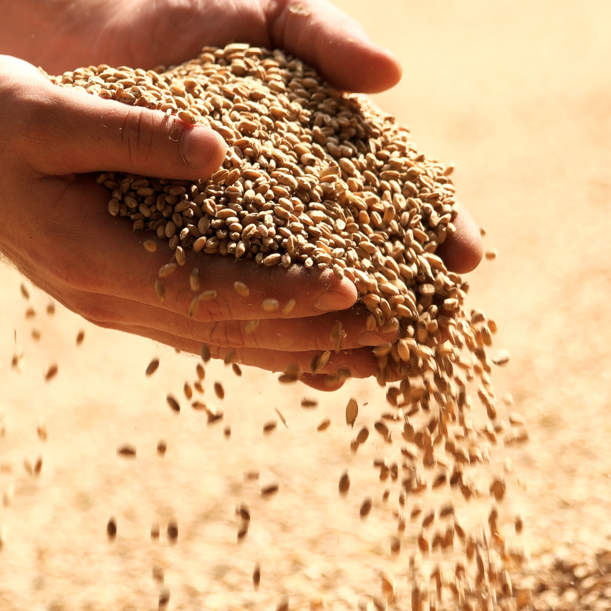 Grain handling and processing technology